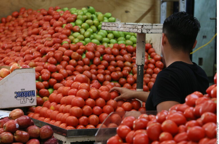 Preocupa a tomateros pérdida de empleos