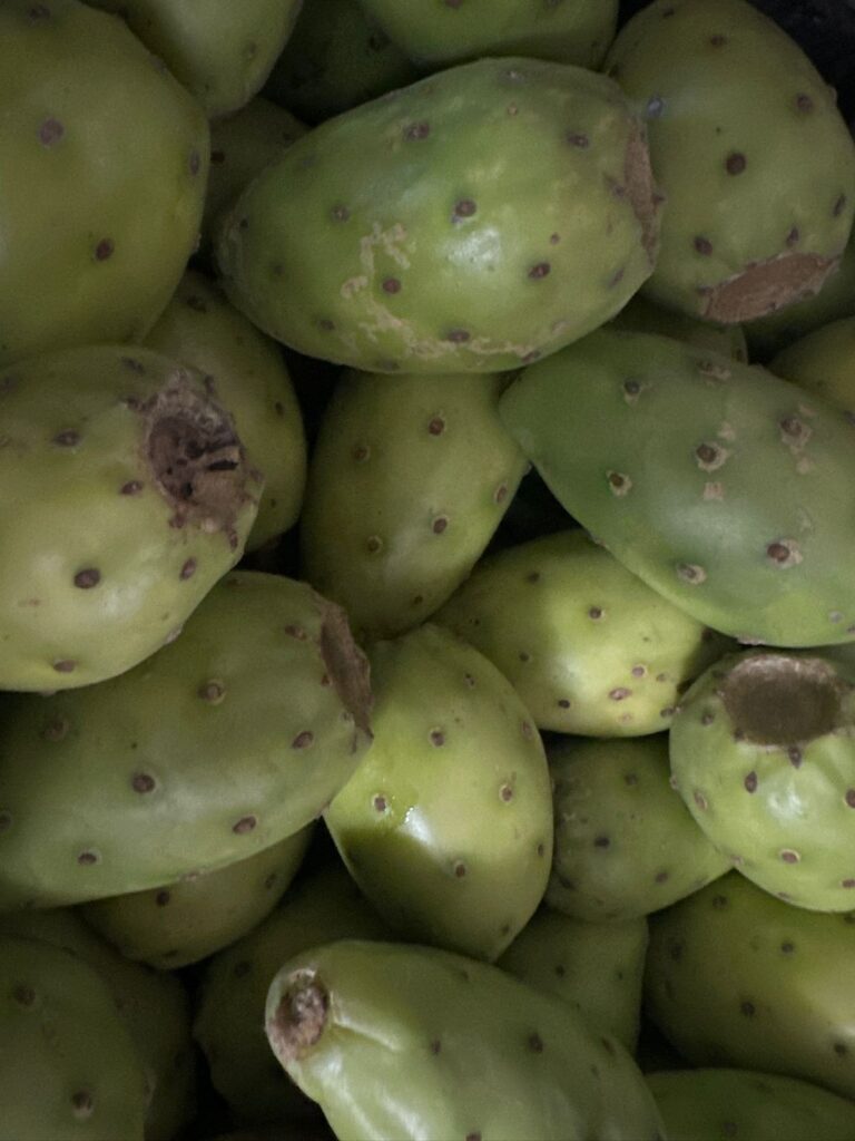 Promueven el consumo de tuna zacatecana