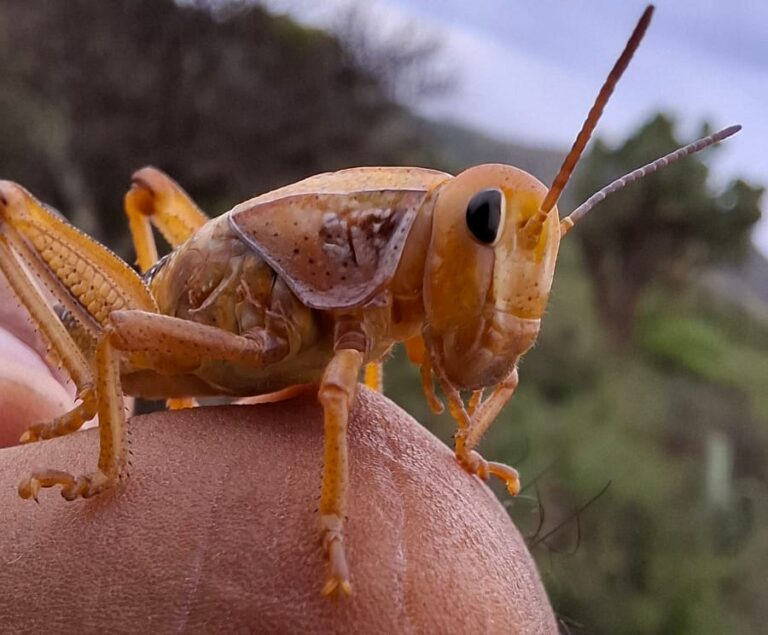 Atienden plaga de chapulín en nueve municipios