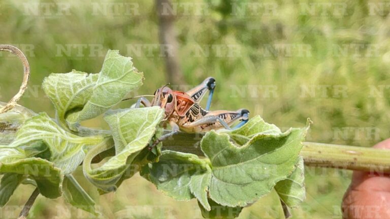 Llega el insecticida a un campo devastado