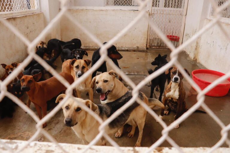 Sobrepoblado, CACF por perros rescatados durante las lluvias
