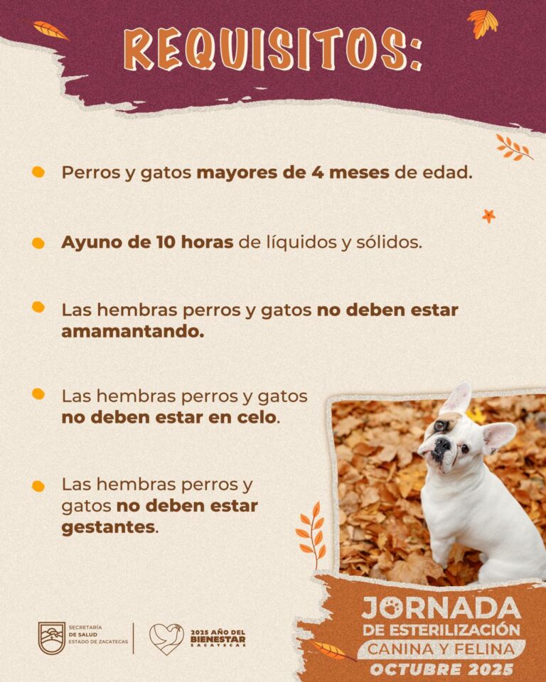 Realizan jornadas gratuitas de esterilización