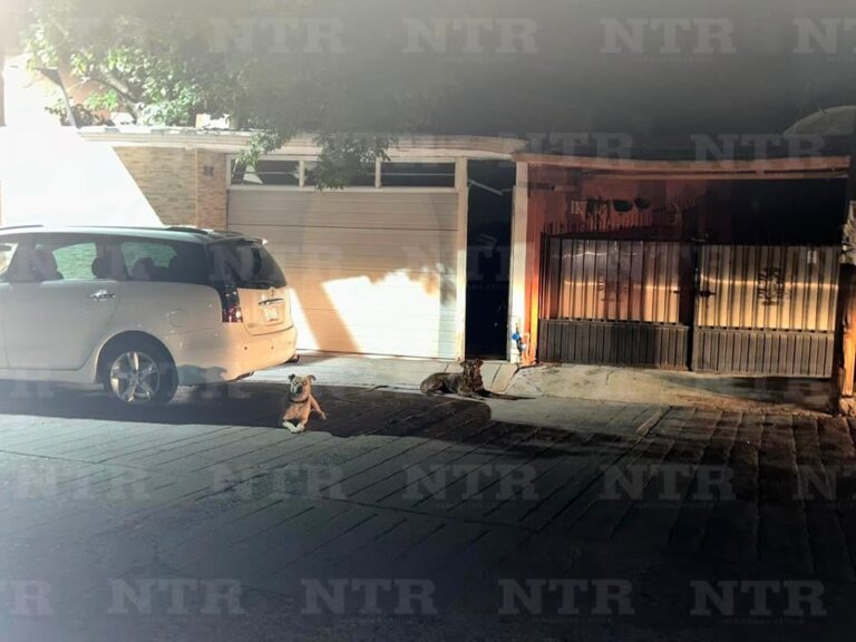 Reportan ataques de perros en Rincón Colonial