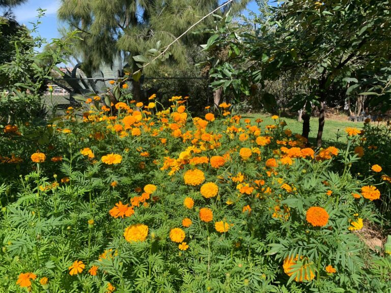 Florece cempasúchil en vivero capitalino