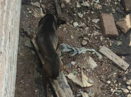 Empiezan a multar por maltrato animal