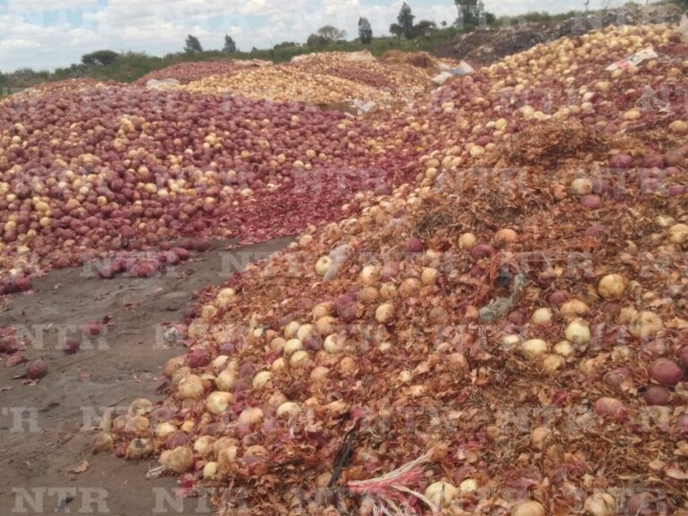 En crisis, productores de cebolla