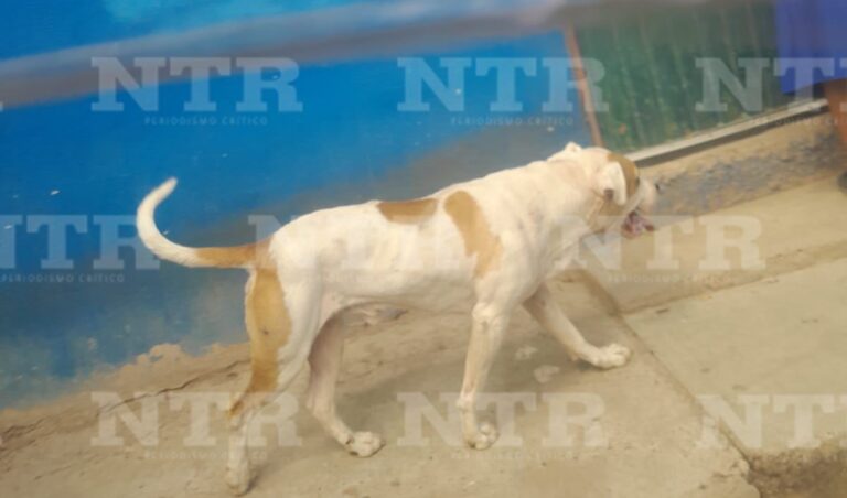 Denuncian vecinos ataques de perro