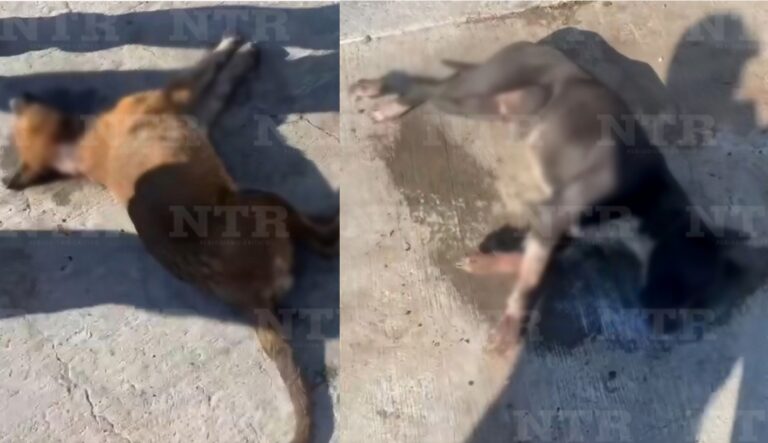 Ante envenenamiento de perros; piden intervención de la FGJE