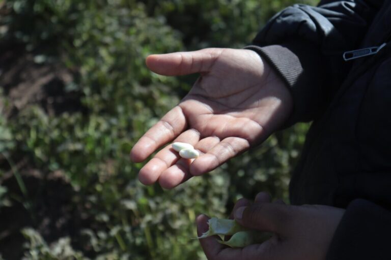Dañan heladas 160 hectáreas de cultivo