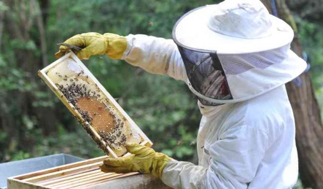 Con pocas ganancias, apicultores por miel