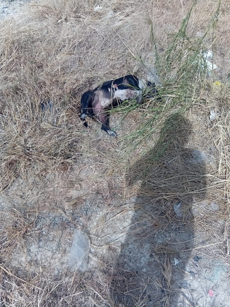 Limpia condiciona el levantar perros muertos