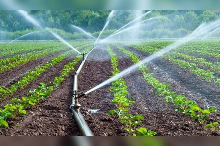 Secampo prepara tecnificación de campo