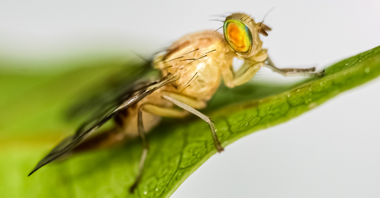 Libres de plaga de mosca de fruta, 37 municipios