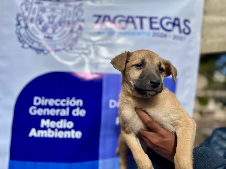 Adoptanino 2026 resulta todo un éxito