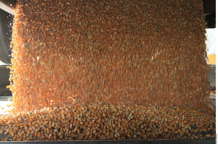 Crece dependencia de grano importado