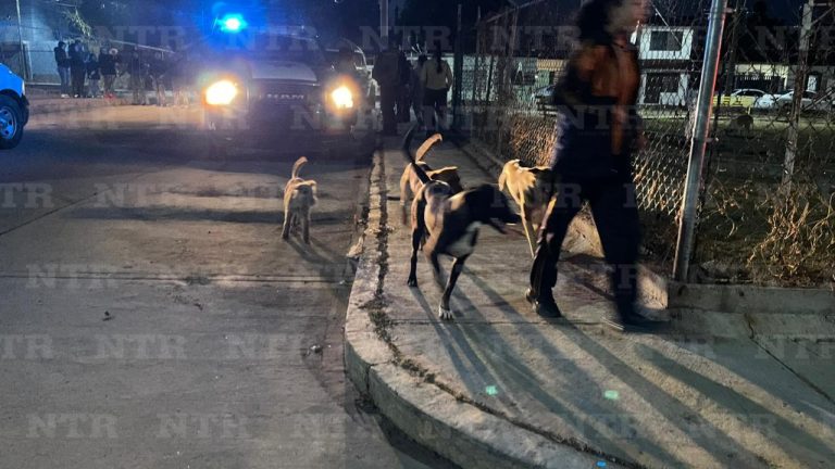 Perros callejeros, un problema urgente de atender