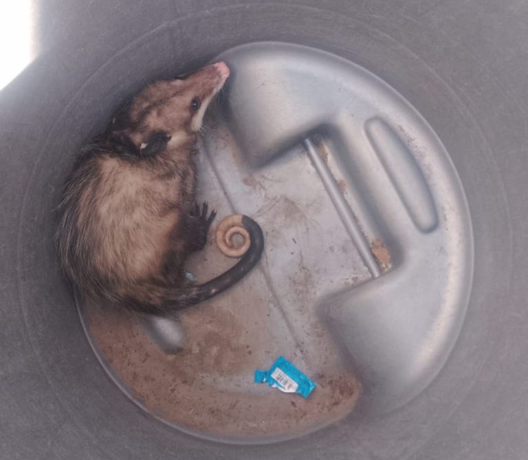 Rescatan a tlacuache en Arboledas