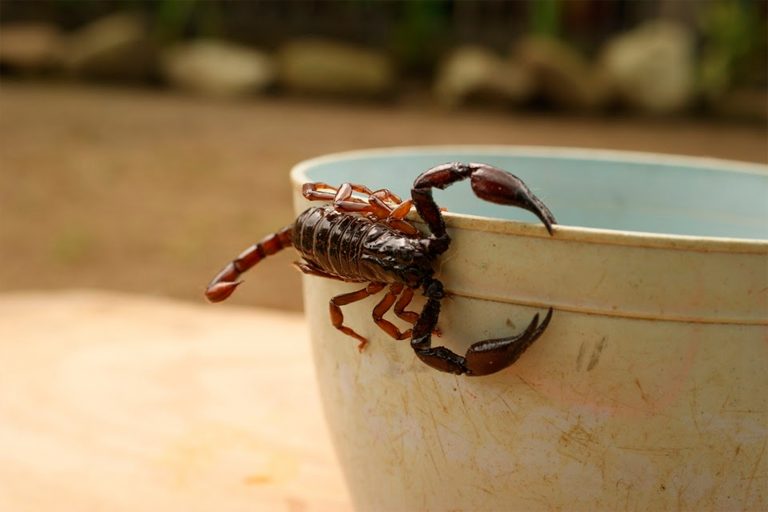 Pican alacranes a 4,850 zacatecanos