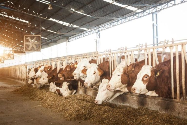 Planta vs. barrenador en 2 meses; EU decidirá frontera: CSP