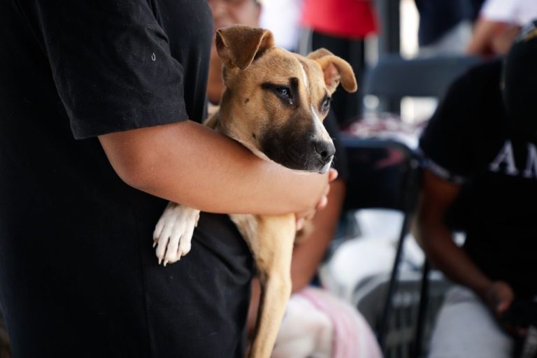 Llevan esterilizaciones a Loreto y Pinos