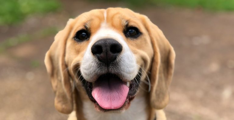 Jerez, 1° en aplicar sanción por maltrato animal