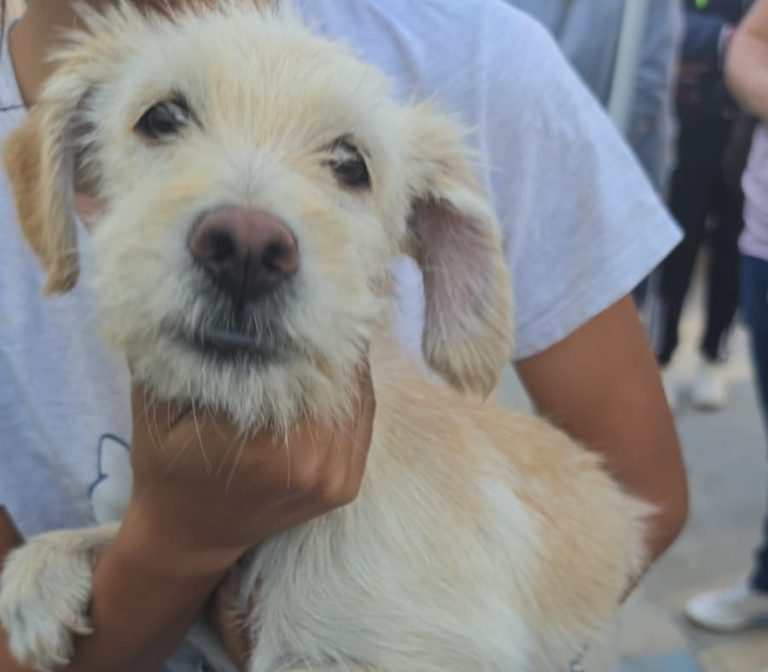 Esterilizan a 37 animales durante campaña en la Plan de Ayala