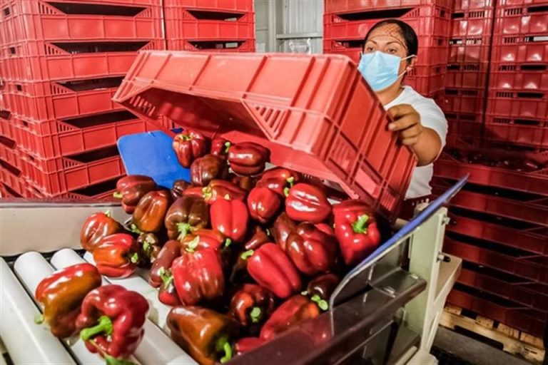 Envían primer embarque de pimiento morrón a Japón