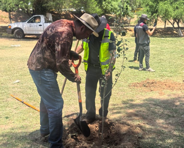 Plantan más de 70 árboles en zonas de Guadalupe