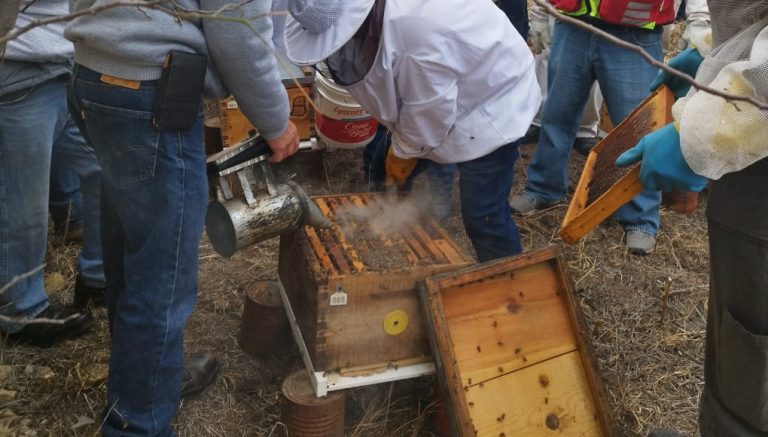 Agresividad de abejas, por reinas africanizadas