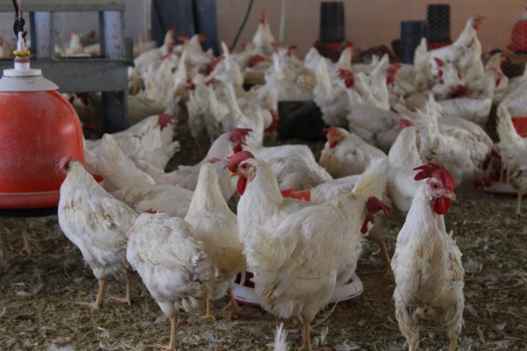Otorgan paquetes de aves en Valparaíso
