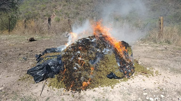 Incineran 1.3 toneladas de marihuana