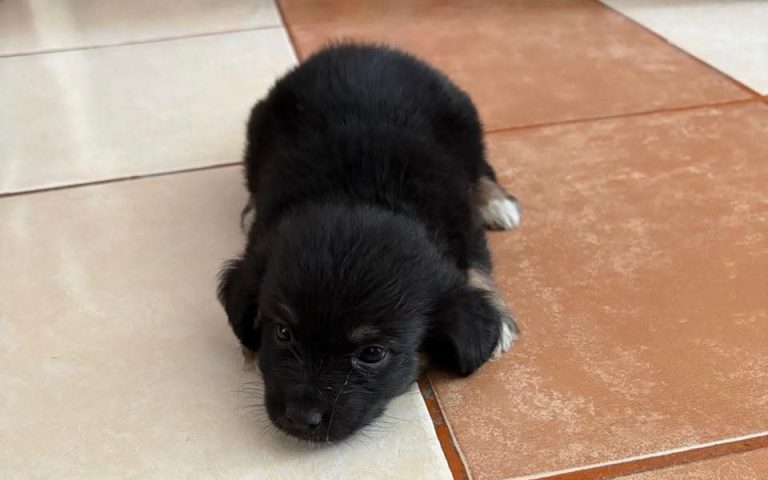 Darán a conocer las sanciones por abandono animal