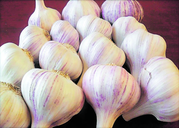 Denuncian importación ilegal de ajo