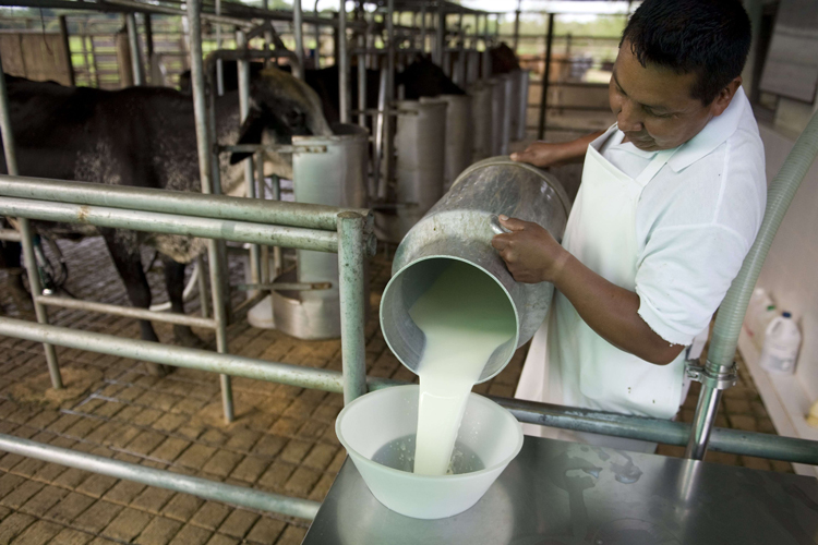 Paralizada construcción de acopiadora de leche