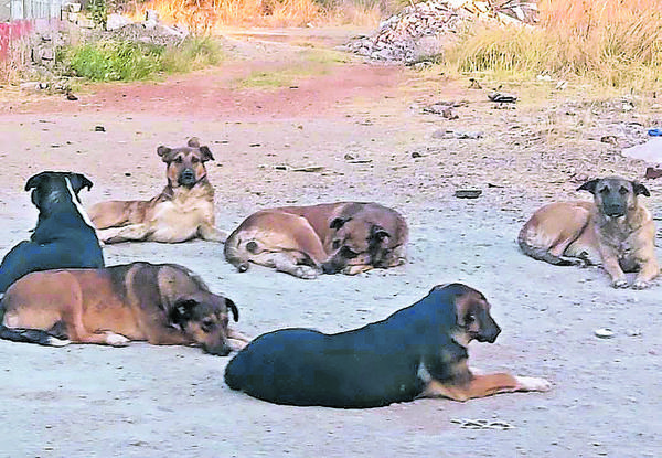 Denuncian envenenamiento masivo de perros en Las Américas