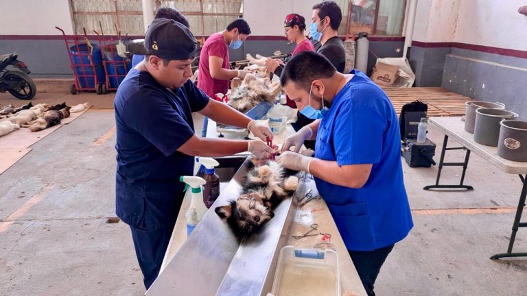 Lleva SSZ esterilizaciones a Luis Moya, Loreto y Villa González