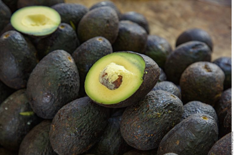 Destraba EU 9 mil toneladas de aguacate mexicano