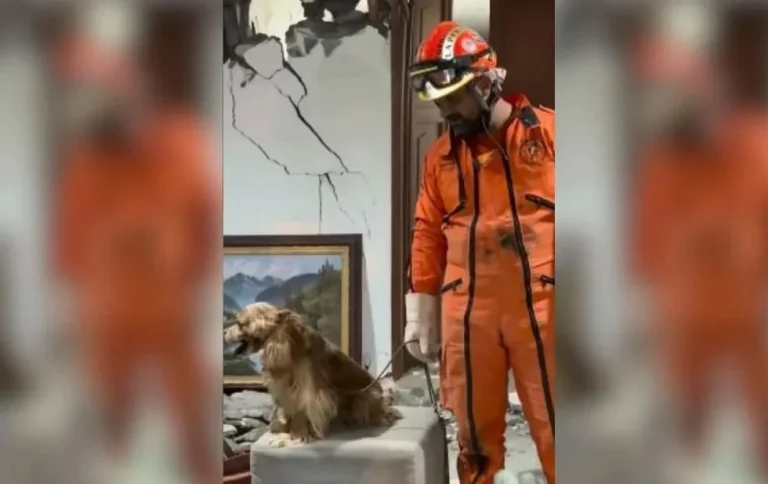 Rescatan Topos Aztecas a perrito entre escombros en Colombia
