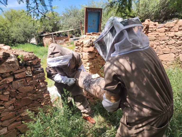 Trabajan día y noche para retirar panales y enjambres de abejas