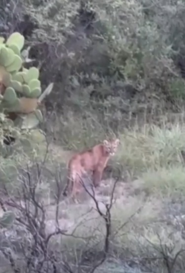 Alertan por presencia de puma en Cieneguillas