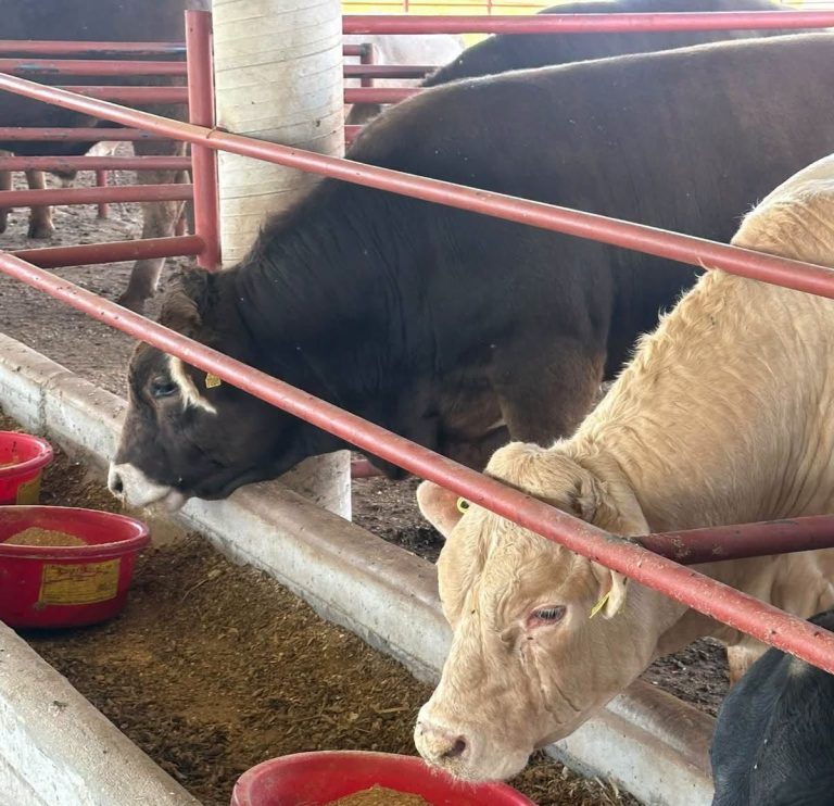 Un éxito la Prueba de Comportamiento y Acondicionamiento de Sementales Bovinos