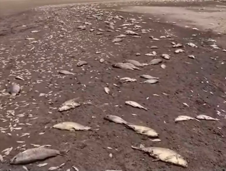 Mueren miles de peces en Miguel Auza; preparan demanda ante Profepa