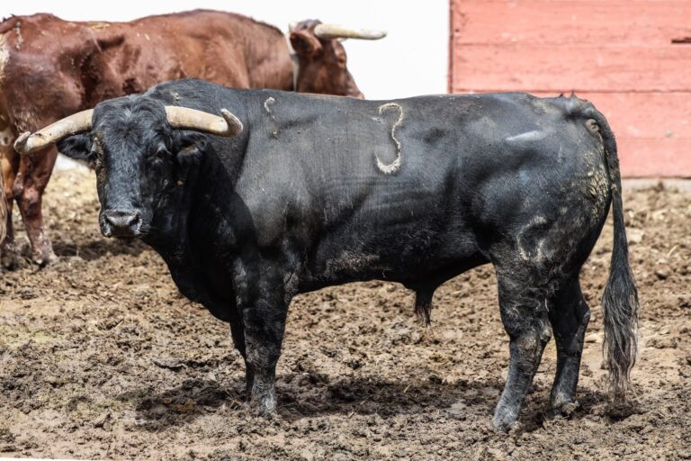 Feria Toro presenta el encierro de José Julián Llaguno para Pachuca