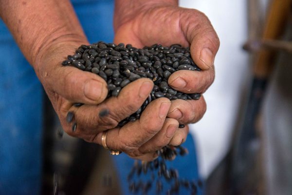 Frijol, arraigado frente a otras ofertas: Secampo