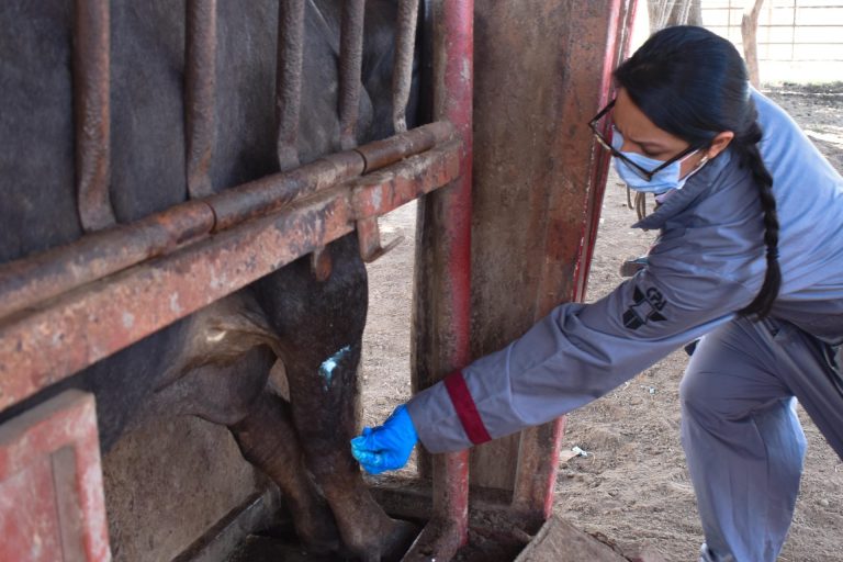 Registran +200 casos de gusano barrenador