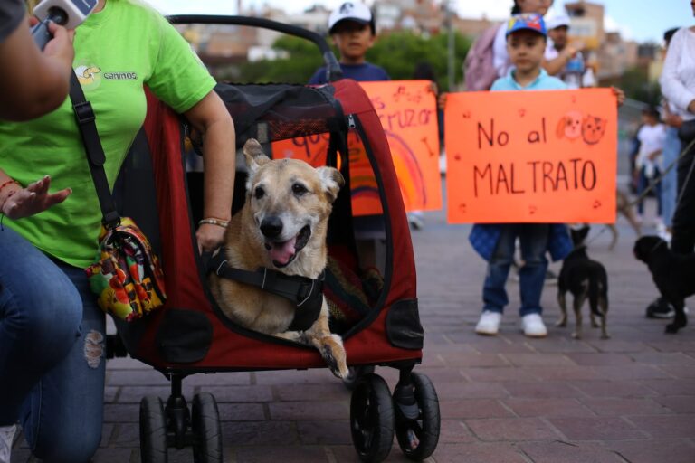 Urge actualizar leyes para protección animal: SAMA